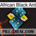 African Black Ant cialis5